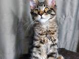 Gattini di razza Maine Coon. Documentazione completa. Ottimo pedigree. - фото 2