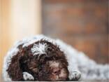 Lagotto romagnolo - photo 3