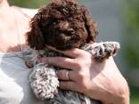 Lagotto romagnolo - photo 4