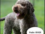 Lagotto romagnolo - photo 5