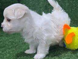 Maltese puppy