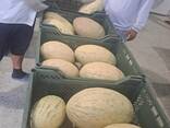 Meloni dall'Uzbekistan - photo 3