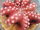 Мороженные морепродукты и рыба в Италию от завода из Китая - фото 7