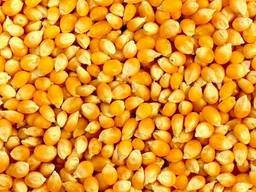Nutrire il mais (foraggio) - Кукурузу фуражная (кормовая)