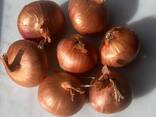 Onions - фото 1