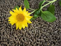 Pellet di gusci di girasole (pellet di combustibile di girasole)