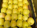 Polish apples (wide range of varieties) - фото 1