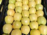 Polish apples (wide range of varieties) - photo 2