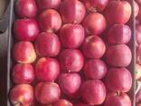 Polish apples (wide range of varieties) - фото 5