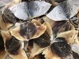 Предлагаем прямые поставки сушеной рыбы в Италию из Вьетнама от производителя - photo 1