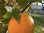 Vendo frutta all'ingrosso. - фото 1