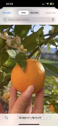 Vendo frutta all'ingrosso.