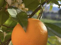 Vendo frutta all'ingrosso.