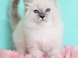 Продаю прекрасных Невских Маскарадных котят - фото 12