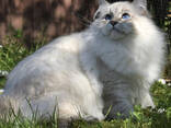 Продаю прекрасных Невских Маскарадных котят - photo 16