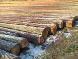 Produciamo legname, sbozzati, fregi su ordinazione per l'esportazione di qualsiasi dimensi - фото 4
