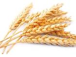 Пшеница 1,2,3,4класс FOB, CIF, CFR - фото 1