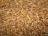 Пшеница , кукуруза поставки CIF - фото 1