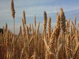 Пшеница мягкая, пшеница твердая - фото 1