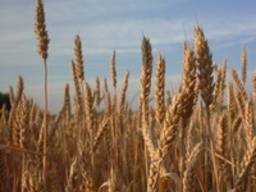 Пшеница мягкая, пшеница твердая