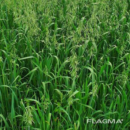 Semi di erbe foraggere perenni