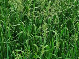 Semi di erbe foraggere perenni