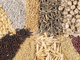 Sementi di cereali e colture orticole - Семена зерновых и овощных культур