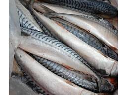 Sgombro congelato 300-500gr 400-600, 600gr ; 20Kg