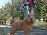 Cucciolo di Sharpei - photo 2