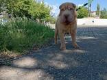 Cucciolo di Sharpei - photo 4