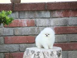 Щенки померанского шпица