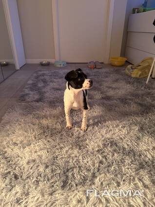 Cucciolo di Retterrier
