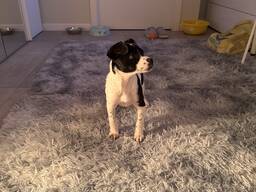 Cucciolo di Retterrier