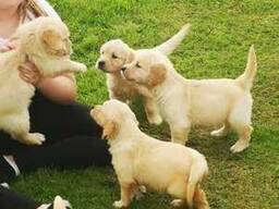 Sono arrivati ​​cuccioli di Golden Retriever molto carini, socievoli e adorabili! Al momen