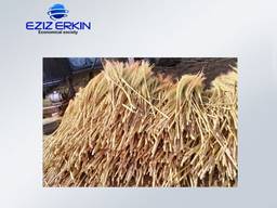 Sorghum for the production of brooms