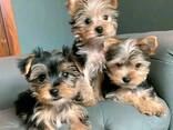 Cuccioli di Yorkshire Tea Cut - фото 2
