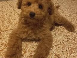 Toy poodle