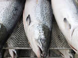 Trout Fish For Sale / Salmon From Norway - High Quality Salmon Fish / Fresh Trout Fish - фото 2
