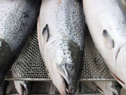 Premium Frozen Salmon Fillet / Chum Salmon