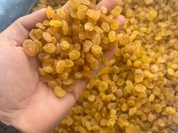 Uvetta Golden Kalifar