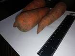 Venderò all'ingrosso di carote Kazakistan - photo 1