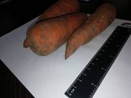 Venderò all'ingrosso di carote Kazakistan