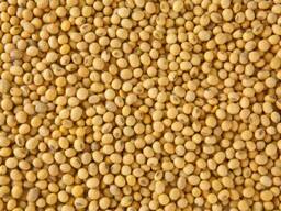 Venderò semi di soia con consegna al cliente