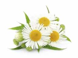 Vendita di "Camomilla Fiori (Chamomile flowers)"