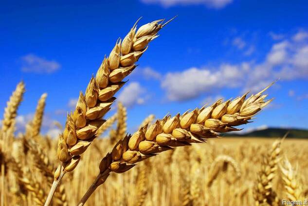 Vendita di grano duro per il grano 2018