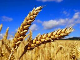 Vendita di grano duro per il grano 2018