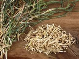 Vendita di "L’erba di grano" all'ingrosso dal produttore ai prezzi migliori