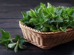 Vendita di "Ortica" all'ingrosso dal produttore ai prezzi migliori