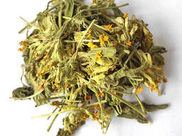 Vendita di "Primula fiori" all'ingrosso dal produttore ai prezzi migliori