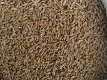 Selling 3000 tons of durum wheat. пшеница - фото 2